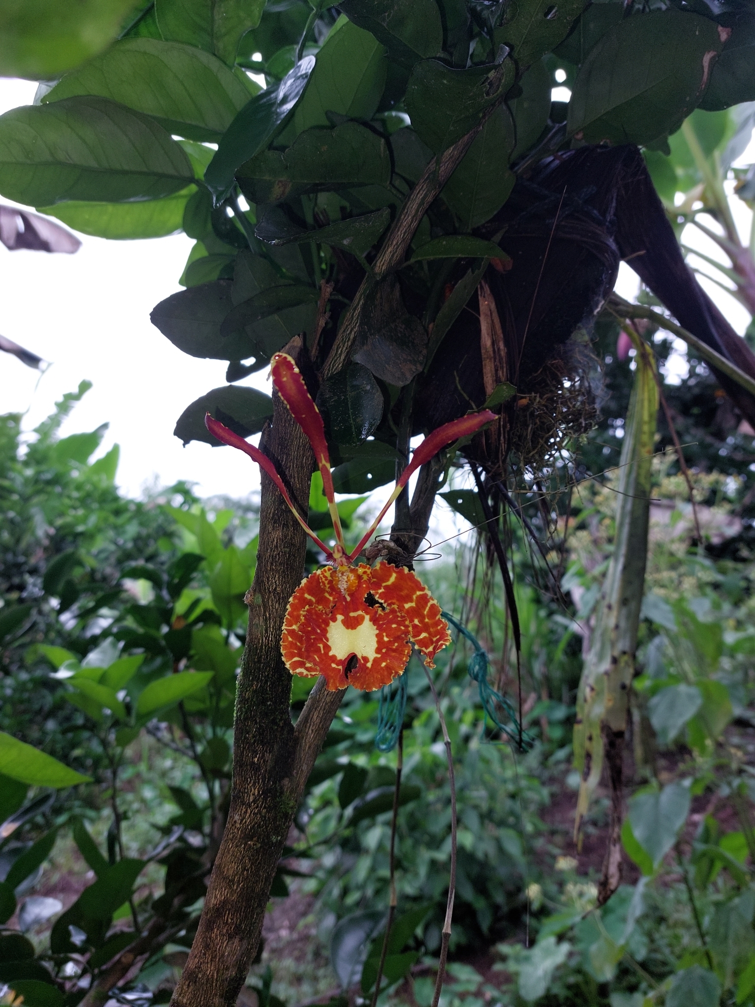 Imagem de Orquídea-borboleta