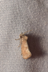 Acrolophus forbesi