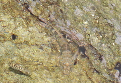 Bathygobius ramosus image