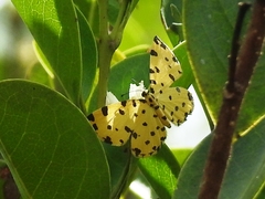 Baeotis sulphurea