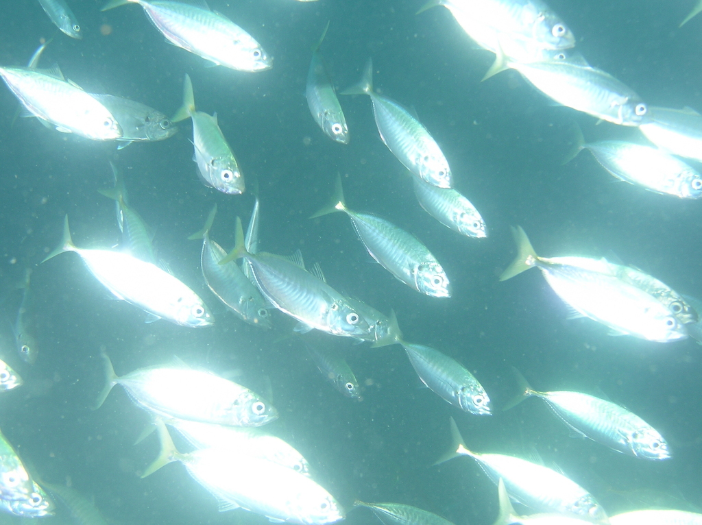 Yellowtail scad
