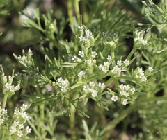 Ammoselinum popei