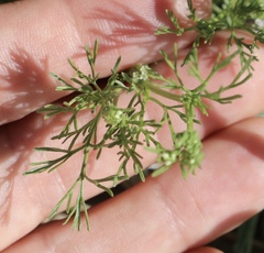 Ammoselinum popei