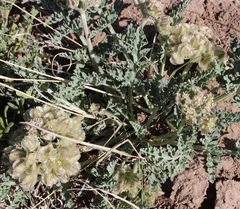 Vesper montanus