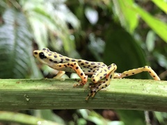 Rio Pescado Stubfoot Toad photo 3