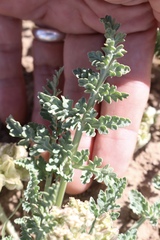 Vesper montanus