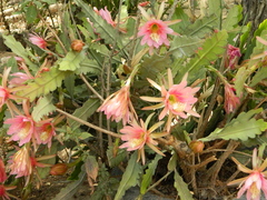 Disocactus