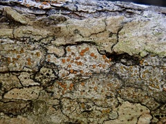 Caloplaca subpyracea