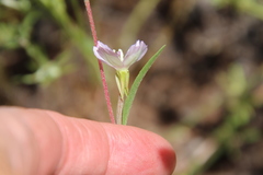 Clarkia epilobioides