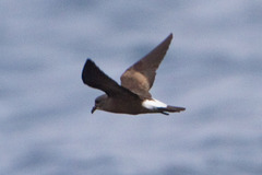 Hydrobates leucorhous