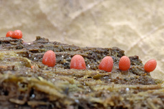 Lycogala conicum