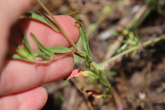 Clarkia epilobioides