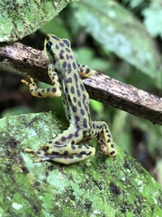 Rio Pescado Stubfoot Toad photo 1