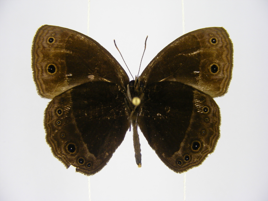 Golo Bush Brown