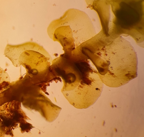 Image of Scapania paludicola by no rights reserved
