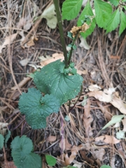 Packera coahuilensis