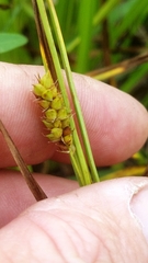Carex microdonta
