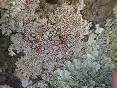 Placopsis perrugosa