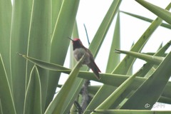 Calypte anna