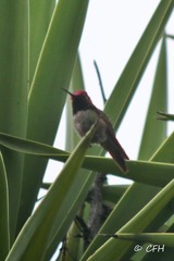 Calypte anna