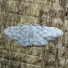 Idaea violacearia