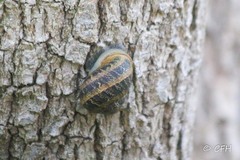 Cornu aspersum