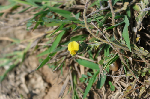 Crotalaria similis, photograph 6