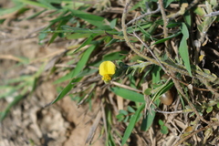 Crotalaria similis, photograph (c) 林正文, some rights reserved (CC BY)