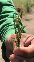 Festuca octoflora
