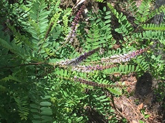 Amorpha herbacea