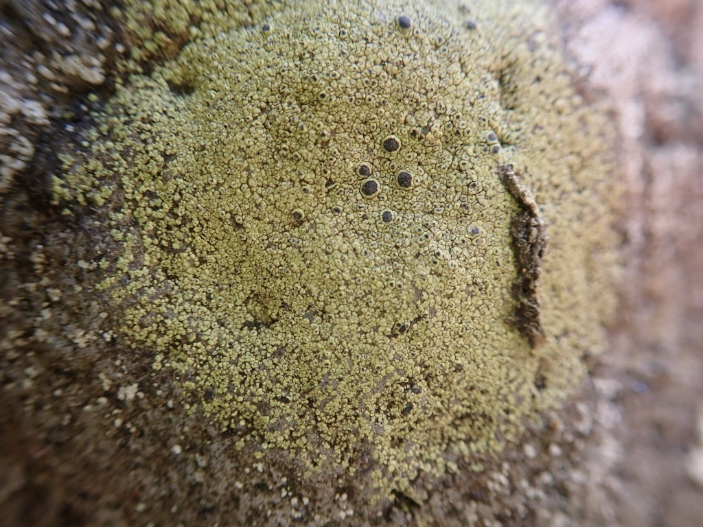 Rinodina thiomela
