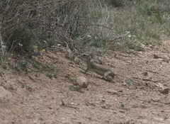 Xerospermophilus spilosoma