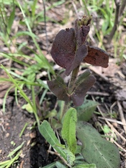 Triosteum perfoliatum