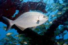 Brassy Chub photo 3