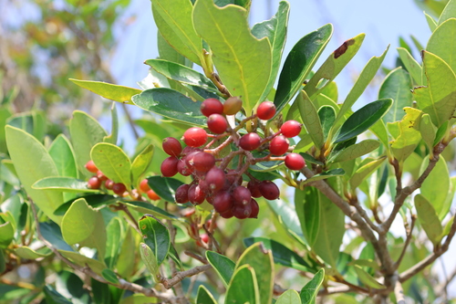 Image of Viburnum odoratissimum by (c) 林正文, some rights reserved (CC BY)