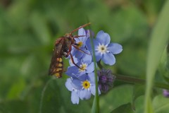 Nomada
