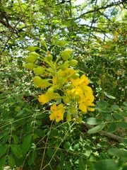 Erythrostemon mexicanus