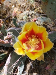 Opuntia macrocentra