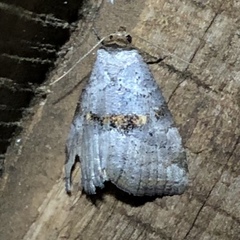 Hyperstrotia flaviguttata