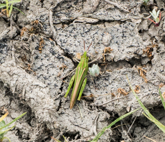 Chimarocephala elongata