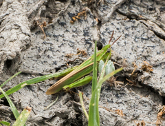 Chimarocephala elongata