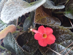 Gesnerieae