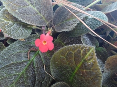 Gesnerieae