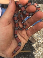 Cemophora coccinea copei