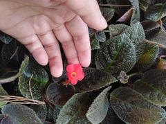 Gesnerieae