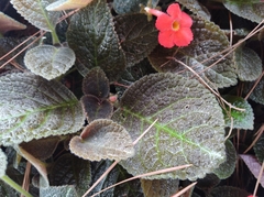 Gesnerieae