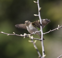 Phylloscopus orientalis
