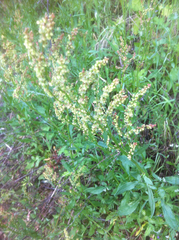 Rumex scutatus