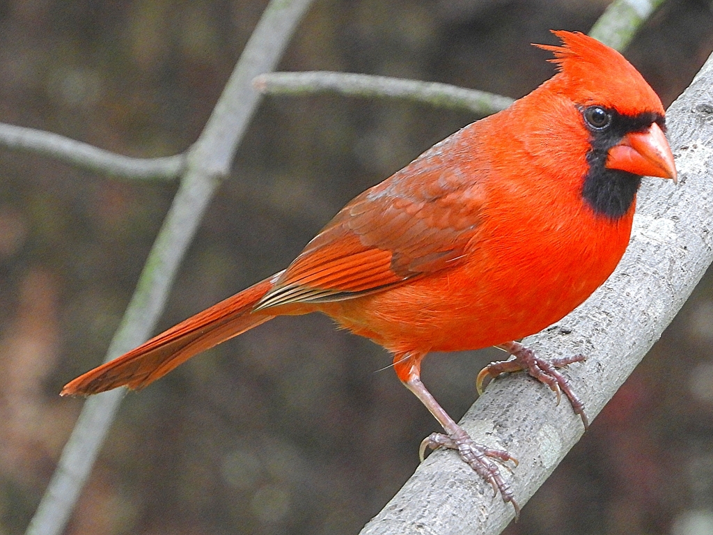 Northern Cardinal (Casa Tortuga) · iNaturalist