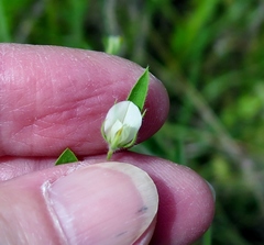 Acmispon americanus americanus